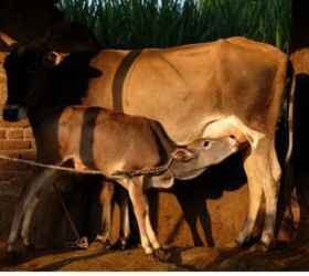 गाय